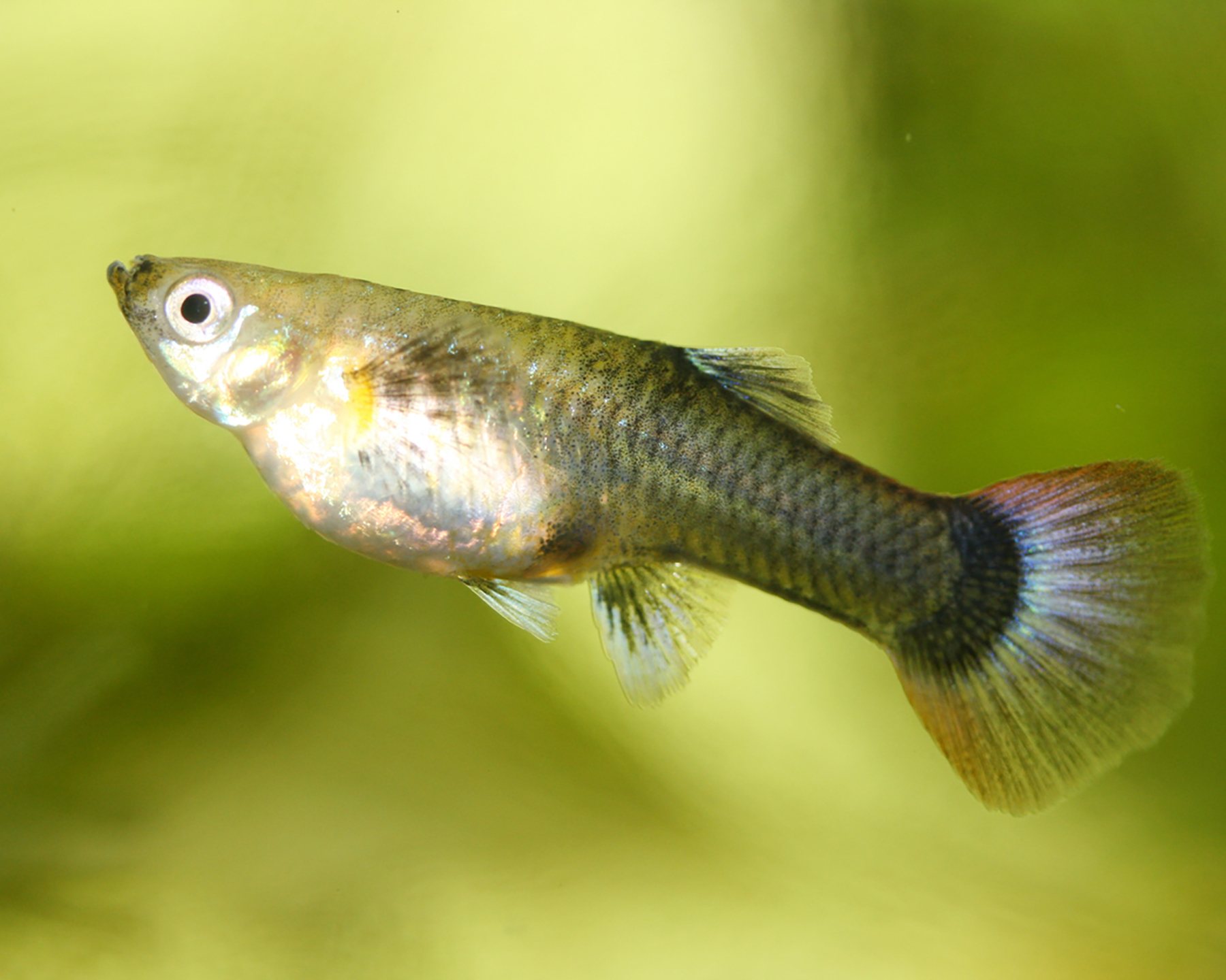 Black Guppy, Female